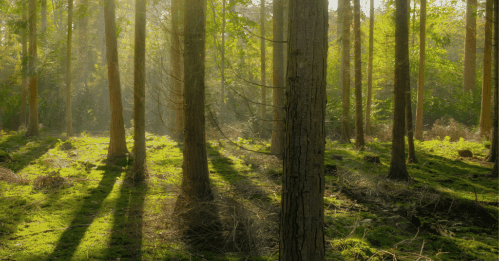 Ethical Link Building Strategies: Why Quality Backlinks Matter 3 Ethical Web Hosting Trees in a Green Forest