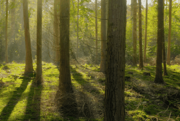 The Role of Ethical Web Hosting in the B-Corp Movement 4 Ethical Web Hosting Trees in a Green Forest