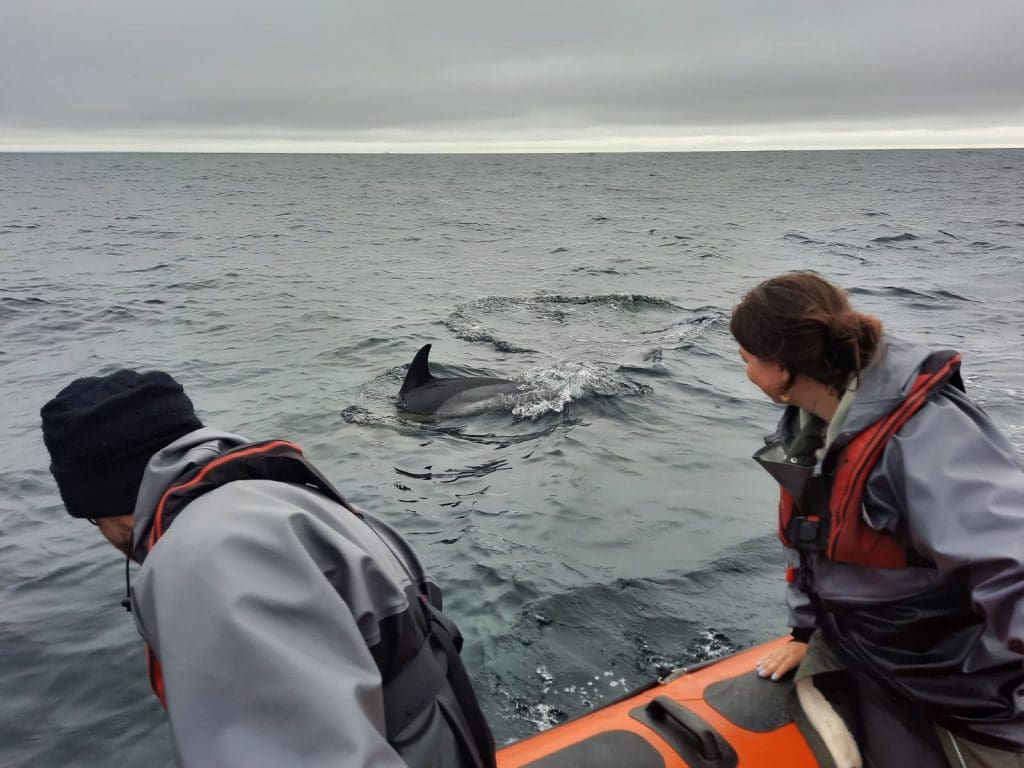 Solve team members seeing dolphins on a boat trip. 
