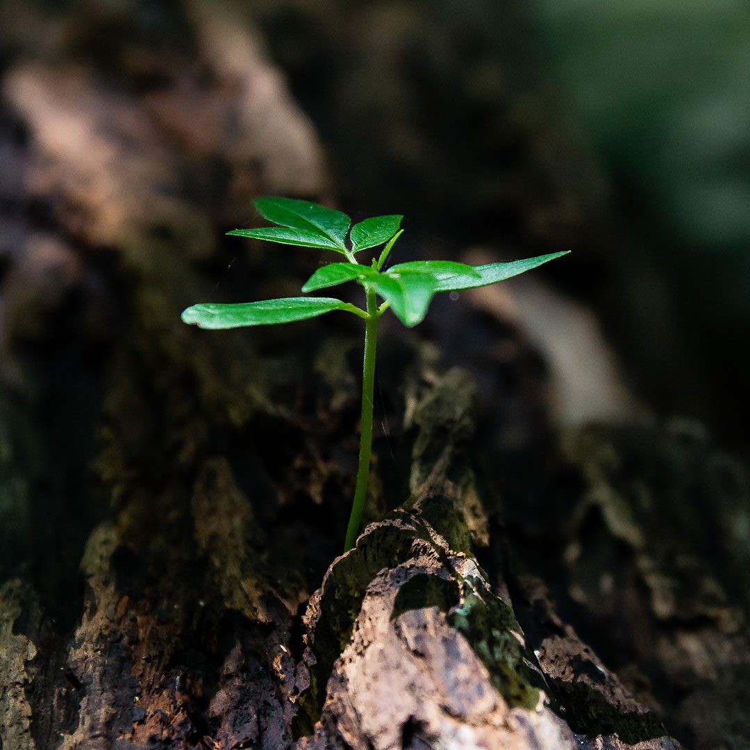 Environmental Policy 6